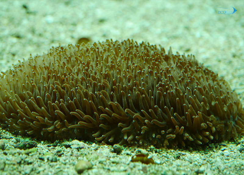 311591.jpg مرجان زبان - تصویر 1