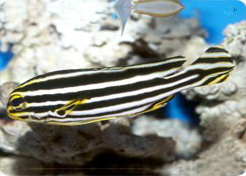 6a5fe3de95e27d04b72689e1d66dcb79-products-aquarium.jpg لب شیرین آلبوویتاتوس - تصویر 1