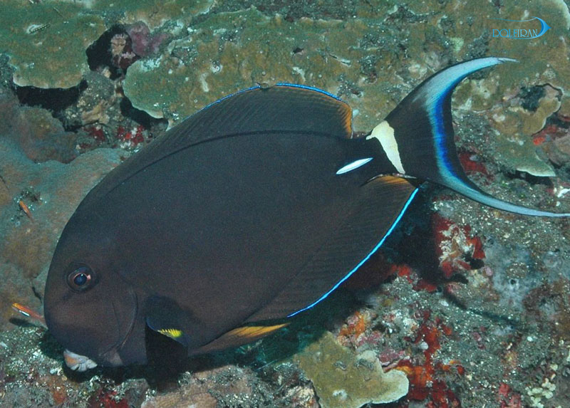 Acanthurus-Leucocheilus-2.jpg جراح خط سفید - تصویر 1