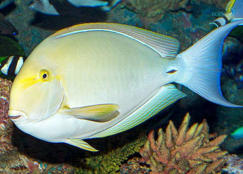 Acanthurus-Xanthopterus-2.jpg جراح باله زرد - تصویر 1