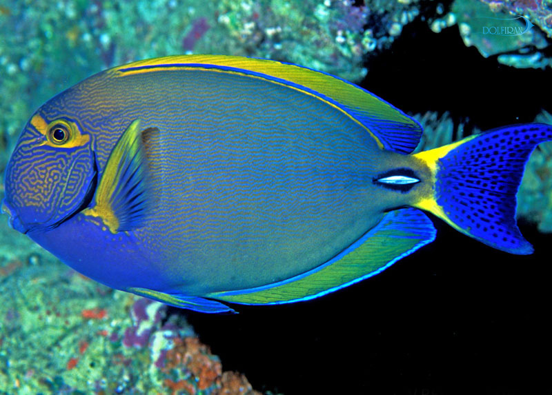 Acanthurus-monroviae.jpg جراح مونروویا - تصویر 1