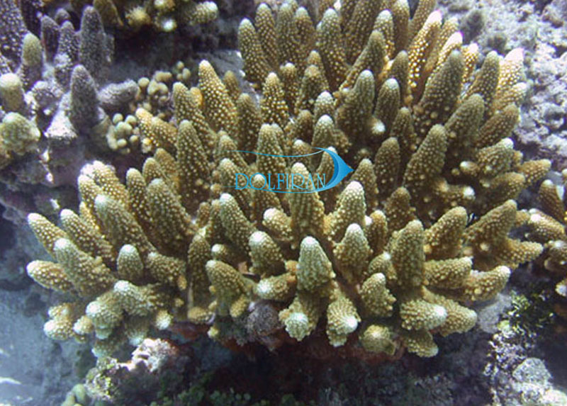 Acropora_Gemmifera.jpg مرجان آکروپورا جمیفرا - تصویر 1