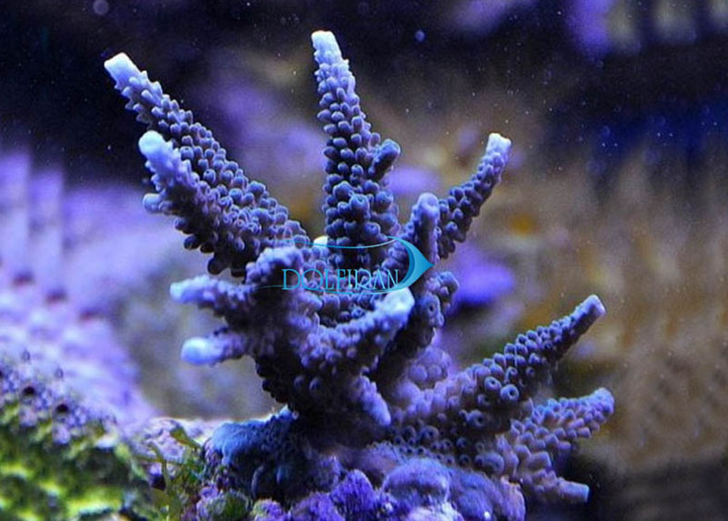 Acropora_Parillis.jpg مرجان آکروپورا پاریلیس - تصویر 1