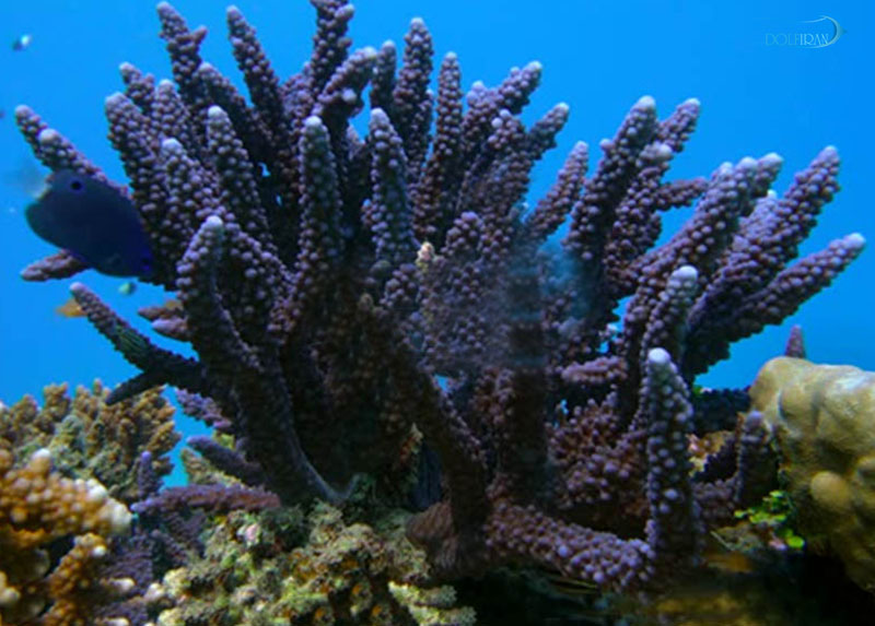 Acropora_Pulchra.jpg مرجان آکروپورا پالچرا - تصویر 1