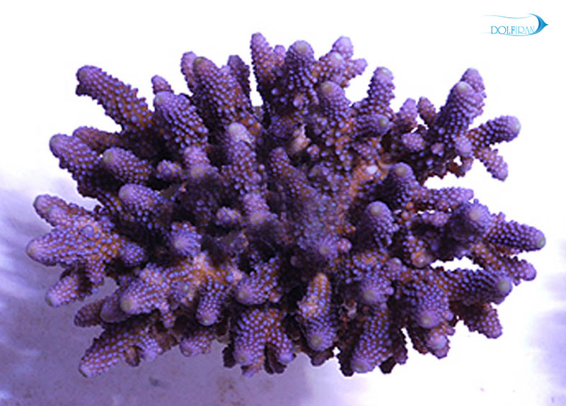 Acropora_Samoensis.jpg مرجان آکروپورا ساموئنسیس - تصویر 1