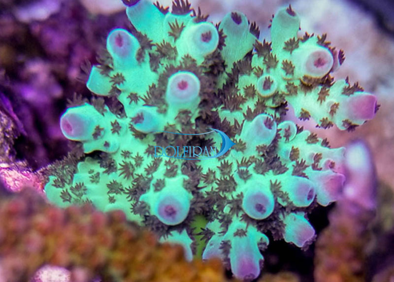 Acropora_Sarmentosa.jpg مرجان آکروپورا سارمنتوزا - تصویر 1