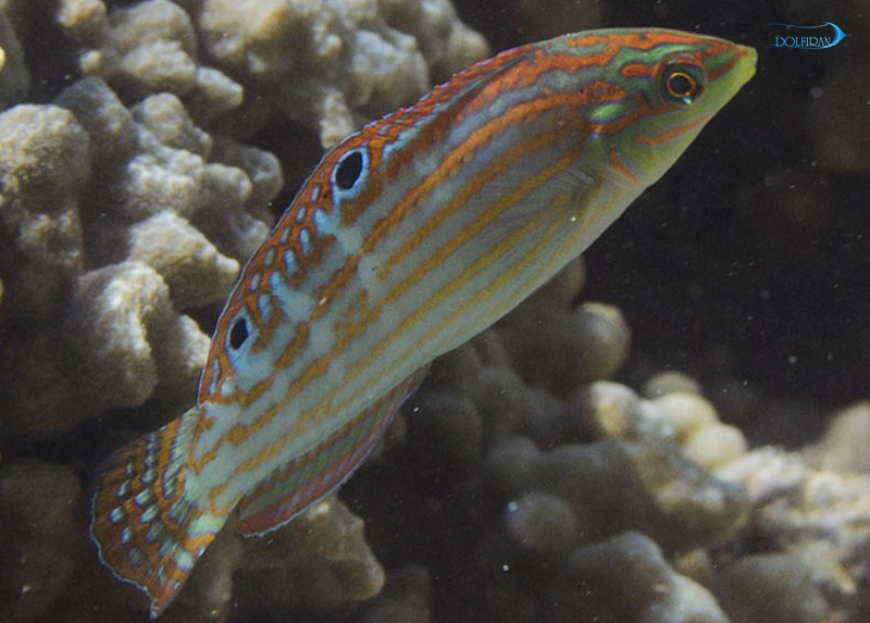 Adorned_Wrasse_female-1.jpg راس مزین (ماده) - تصویر 1