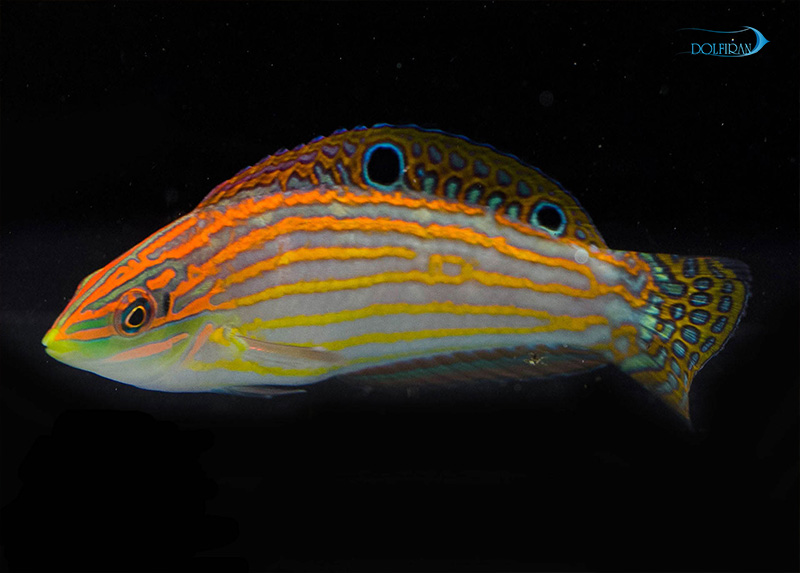 Adorned_Wrasse_male-1.jpg راس مزین (نر) - تصویر 1