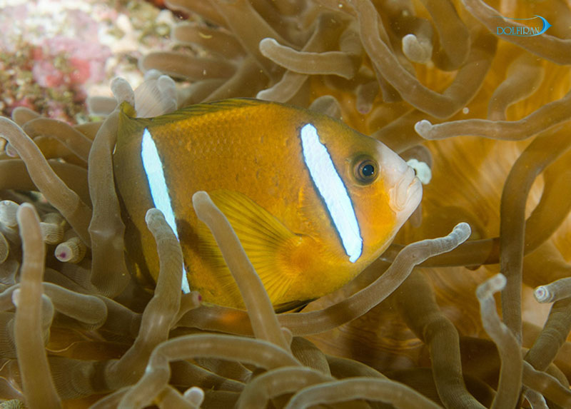 Akindynos-Clownfish-1.jpg دلقک استرالیایی - تصویر 1