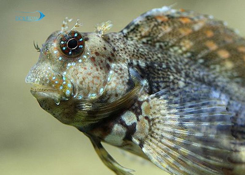 Algae-Blenny-1.jpg بلنی خزه ای ( شاه بلنی ) - تصویر 1