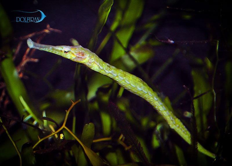 Alligator_Pipefish_1.jpg پایپ فیش تمساحی سبز - تصویر 1