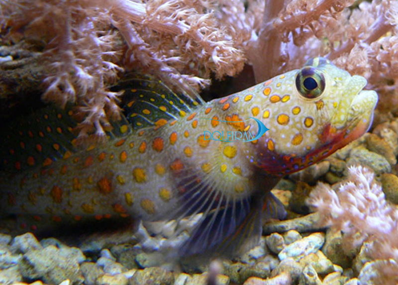 Amblyeleotris_guttata.jpg گابی میگو خال نارنجی - تصویر 1