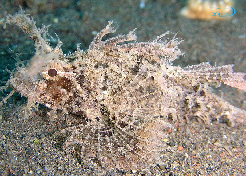 Ambon_Scorpionfish_1.jpg عقرب امبون زرد - تصویر 1
