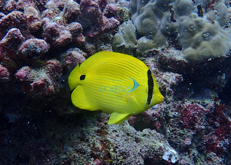 Andaman_Butterflyfish.jpg پروانه آندامان - تصویر 1