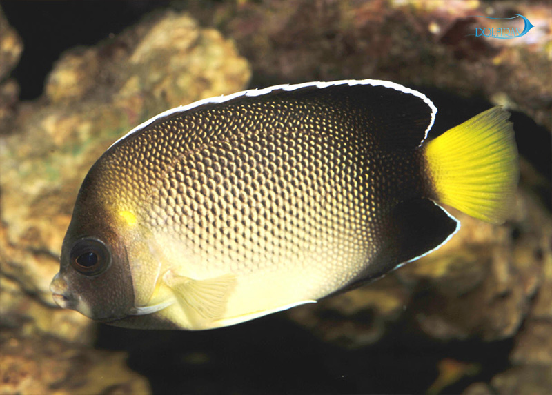 Apolemichthys-Xanthotis.jpg فرشته گوش زرد - تصویر 1