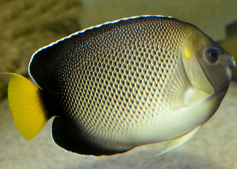 Apolemichthys-Xanthurus-2.jpg فرشته دم زرد هندی - تصویر 1