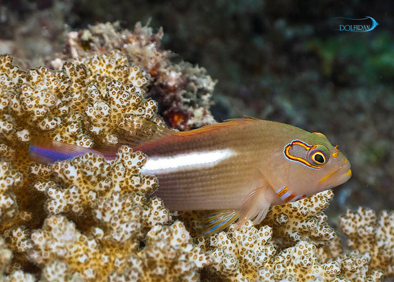 Arc_Eye_Hawkfish_1.jpg شاهین چشم هلالی - تصویر 1