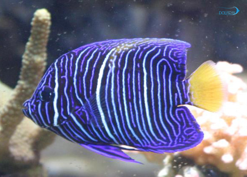Asfur_Angelfish_juv_1.jpg فرشته آسفور (جوان) - تصویر 1