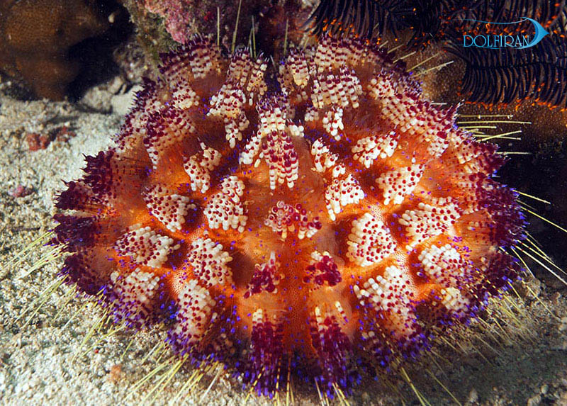 Asthenosoma-ijimai.jpg توتیای آتشین مگنیفیکا - تصویر 1