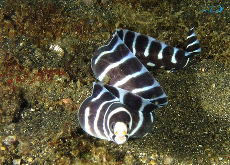 Banded_Eel_1.jpg مار راه راه - تصویر 1
