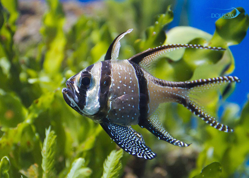 Banggai_Cardinalfish_1.jpg کاردینال بنگای - تصویر 1