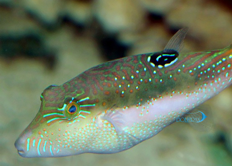 Bennett_s_Sharpnose_Puffer_1.jpg پافر بنتی - تصویر 1