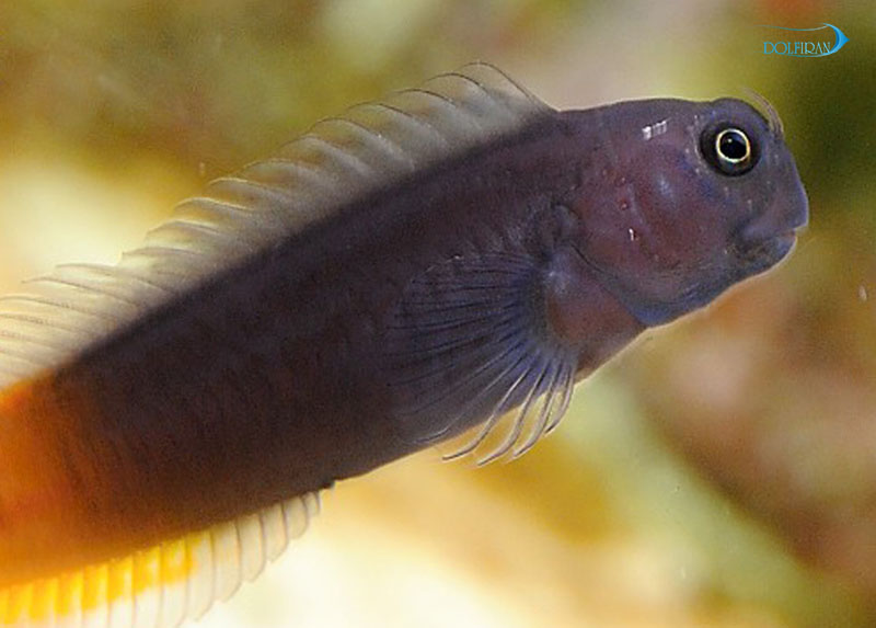 Bicolor-Blenny-1.jpg بلنی بای کالر - تصویر 1