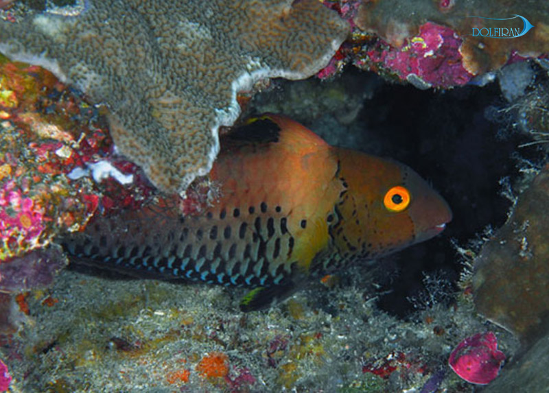 Bicolor_Parrotfish_female_1.jpg طوطی دو رنگ بالغ (ماده) - تصویر 1