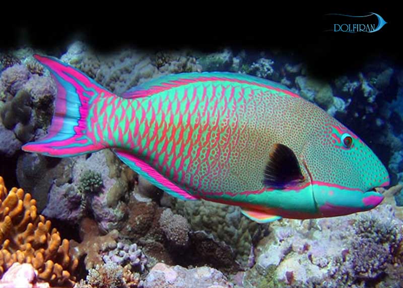 Bicolor_Parrotfish_male_1.jpg طوطی دو رنگ بالغ (نر) - تصویر 1