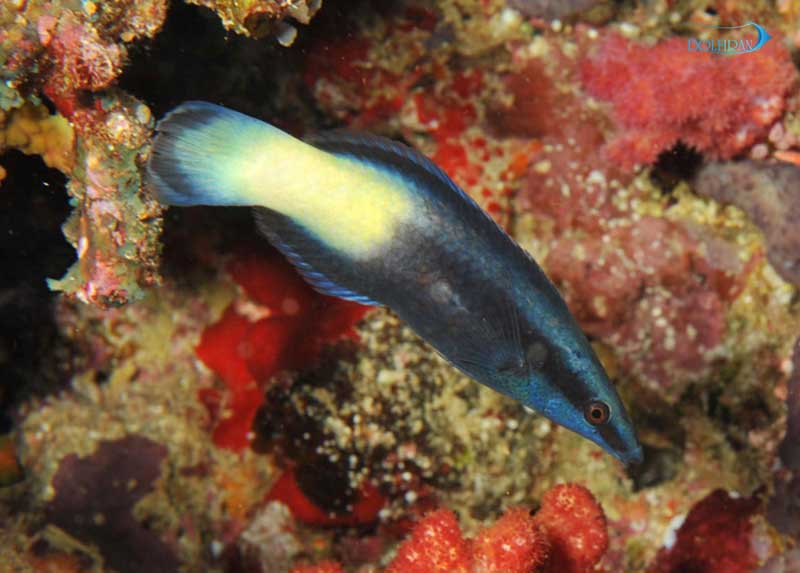 Bicolored_Cleaner_Wrasse_adult-1.jpg راس آرایشگر دو رنگ (بالغ) - تصویر 1