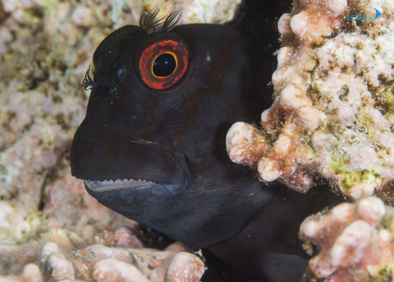 Black-Sailfin-Blenny-1.jpg بلنی فاسکوس ( باله بادبانی سیاه ) - تصویر 1