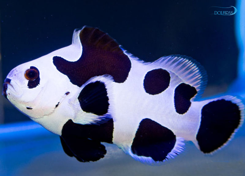 Black-storm-clownfish-1.jpg دلقک بلک استورم - تصویر 1