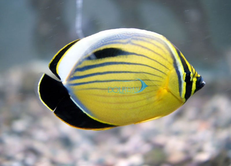 Black-tail_Butterflyfish.jpg پروانه دم سیاه - تصویر 1