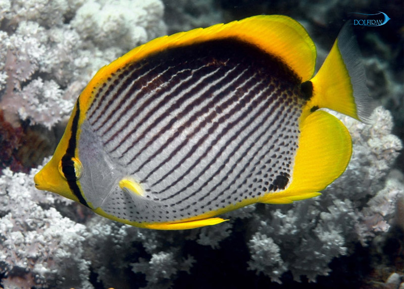 Black_Back_Butterflyfish_1.jpg پروانه پشت سیاه - تصویر 1