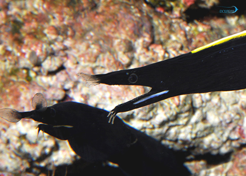 Black_Ribbon_Eel_1.jpg مار ریبون مشکی (جوان) - تصویر 1