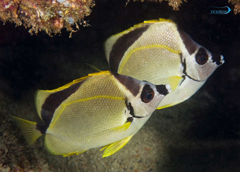 Blacknosed_Butterflyfish_1.jpg پروانه بینی مشکی - تصویر 1