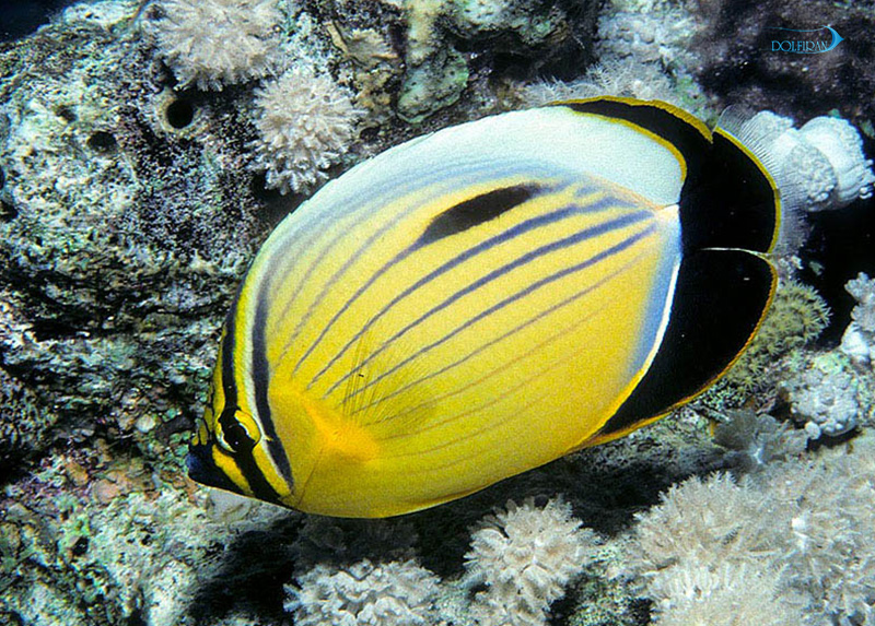 Blacktail_butterflyfish_1.jpg پروانه طلایی - تصویر 1