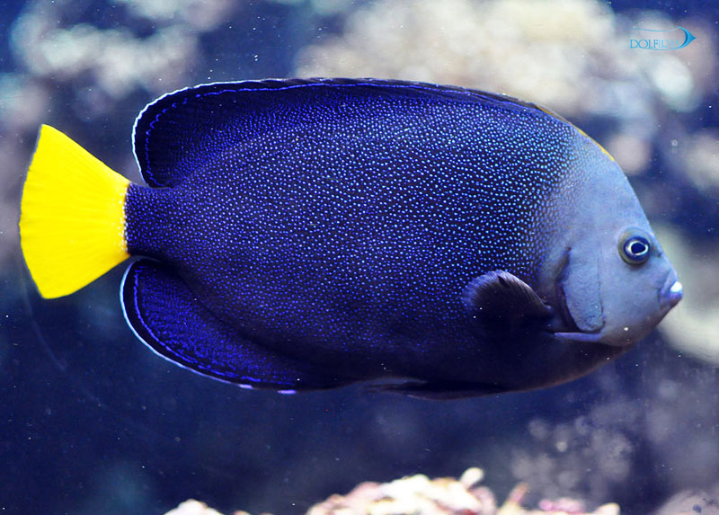 Blue-Spotted-Angelfish.jpg فرشته خال آبی - تصویر 1