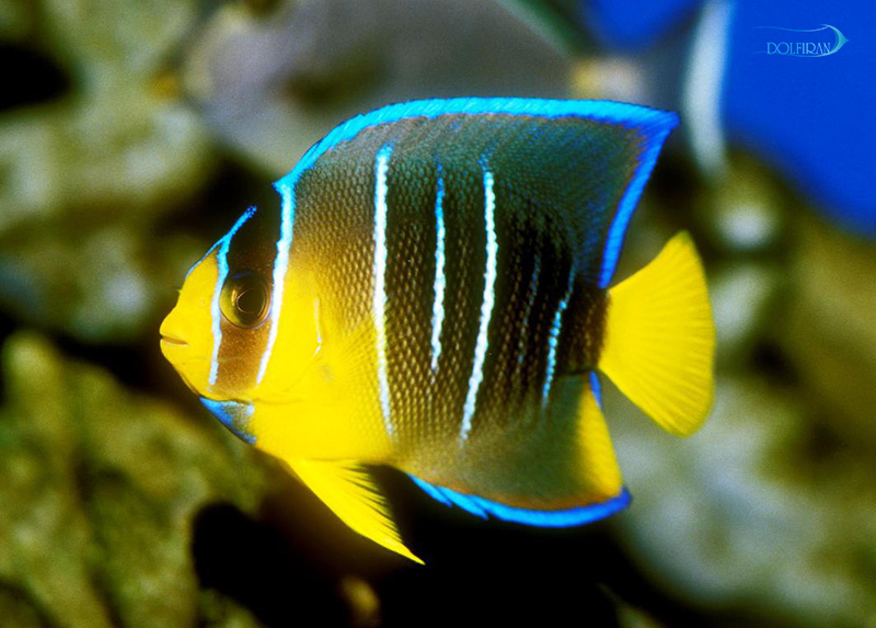 Blue_Angelfish_juv_1.jpg فرشته آبی (جوان) - تصویر 1