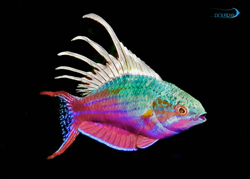 Blue_Flasher_Wrasse-1.jpg راس فلشر آبی - تصویر 1