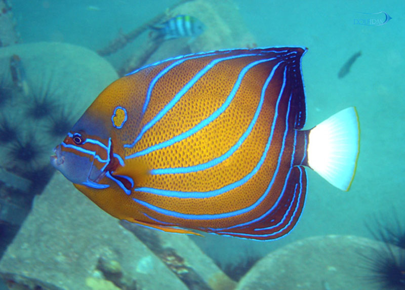 Blue_Ring_Angelfish_adult_1.jpg فرشته بلو رینگ (بالغ) - تصویر 1