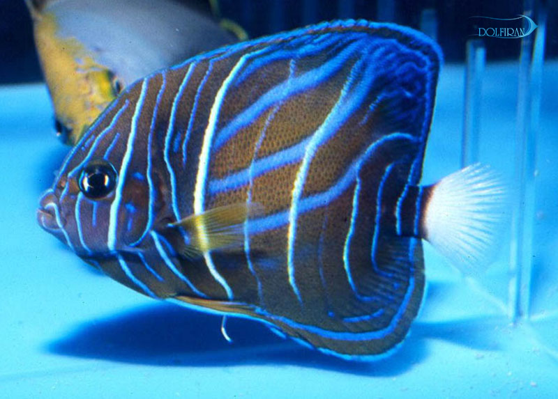 Blue_Ring_Angelfish_half_1.jpg فرشته حلقه آبی (نیمه بالغ) - تصویر 1