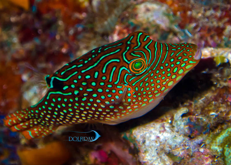 Blue_Spotted_Puffer_1.jpg پافر خال آبی - تصویر 1