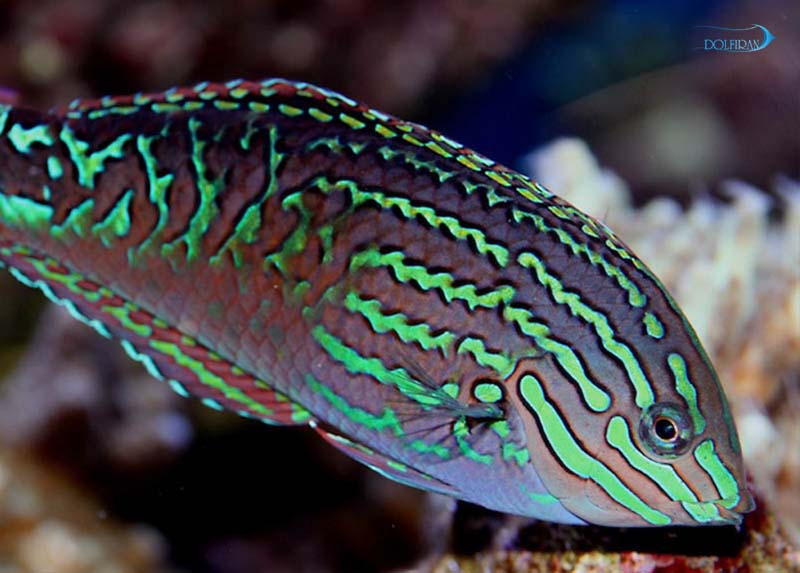 Blue_Star_Leopard_Wrasse_male-1.jpg راس لئوپارد ستاره آبی (نر) - تصویر 1