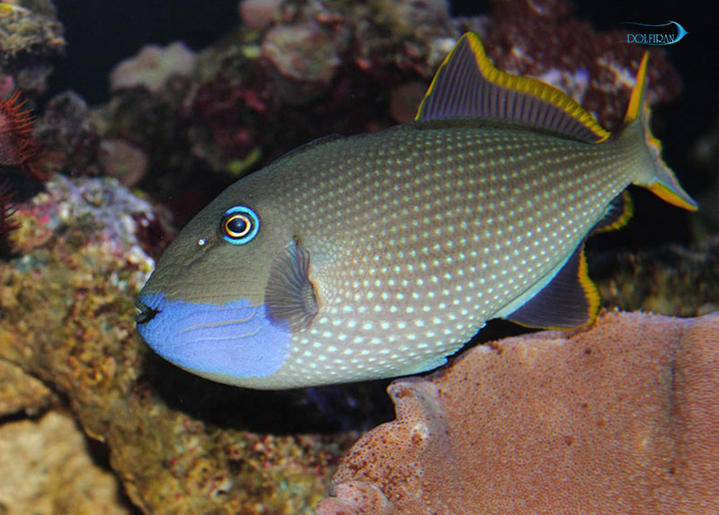 Blue_Throat_Triggerfish_male_1.jpg ماشه گلو آبی (نر) - تصویر 1