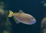 ماشه گلو آبی (نر) - تصویر 2