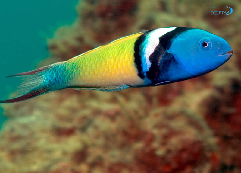 Blue_head_Wrasse-1.jpg راس سر آبی - تصویر 1