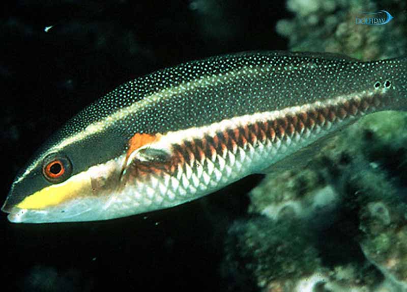 Bluelined_wrasse_female-1.jpg راس خط آبی (ماده) - تصویر 1