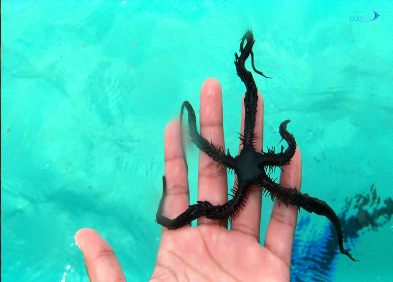 Blunt-spined-Brittle-Star.jpg ستاره دریایی شکننده دندانه دار - تصویر 1