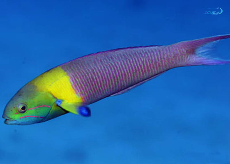Blunthead_Wrasse-1.jpg راس سرگردان (نر) - تصویر 1